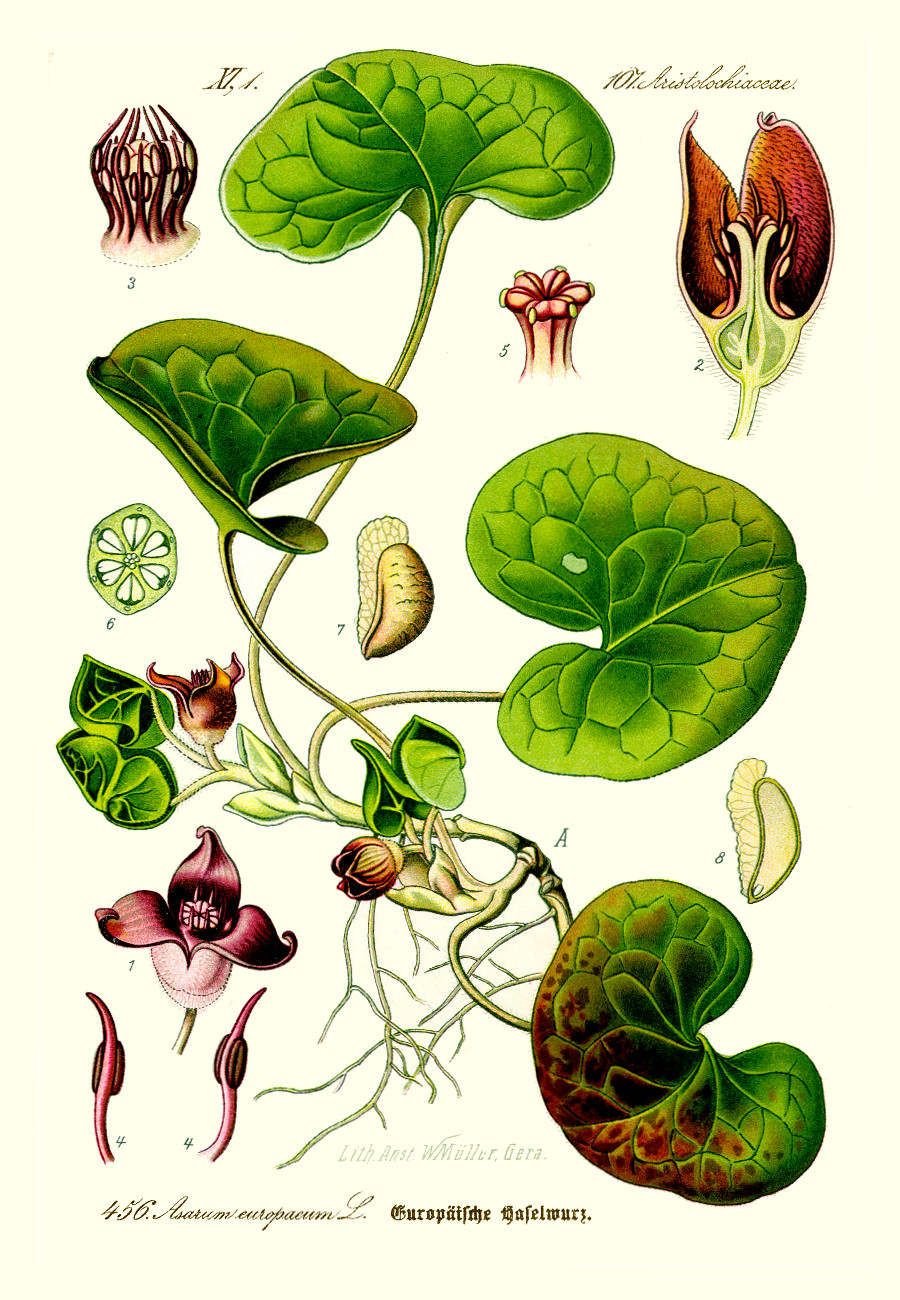 asarum_europaeum.jpg