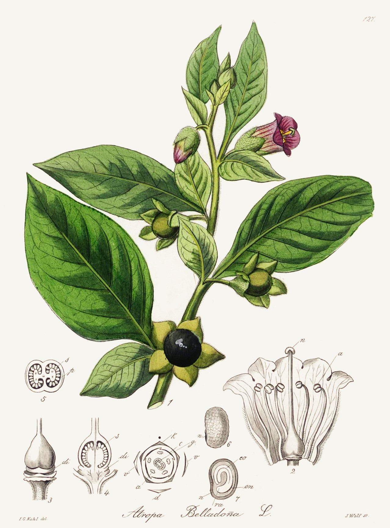 atropa_belladonna.jpg