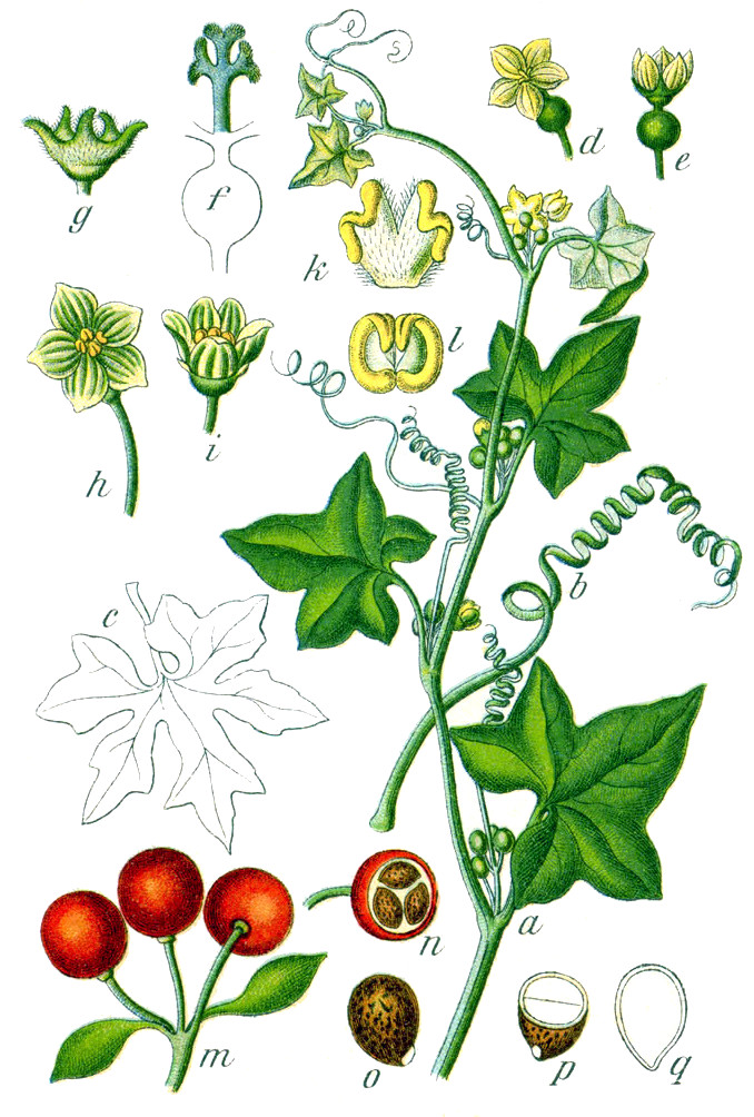 bryonia_dioica_sturm.jpg
