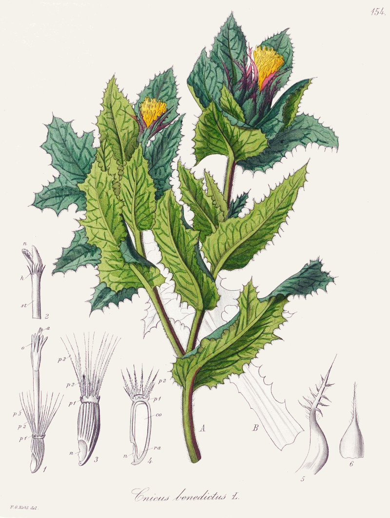 centaurea_benedicta.jpg