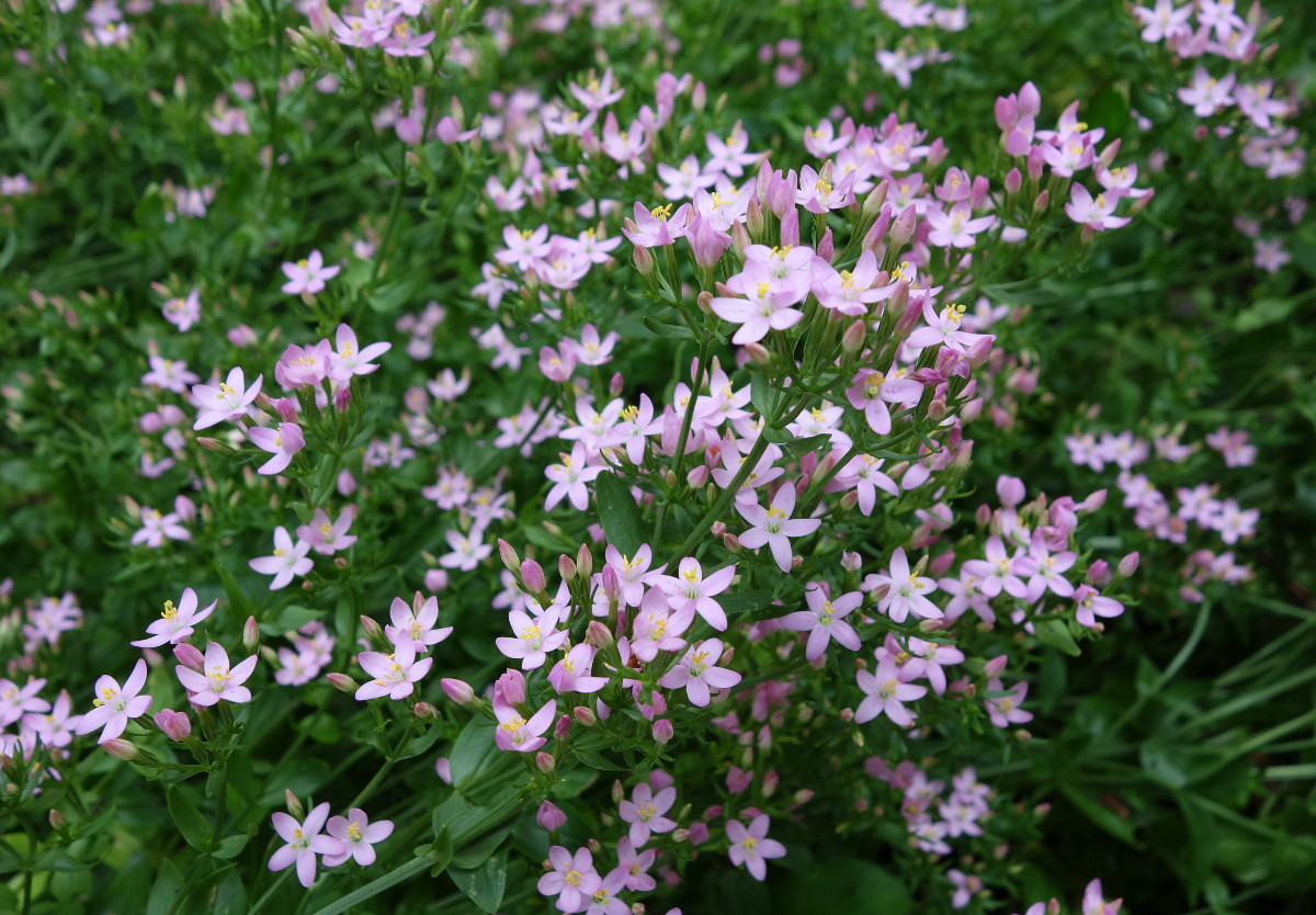 centaurium_erythraea.bgm.jpg