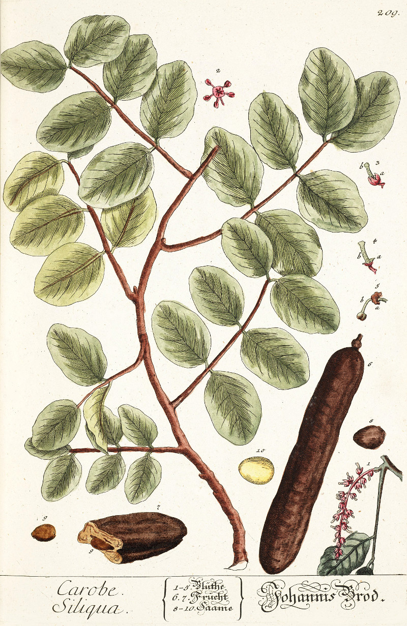 ceratonia_siliqua.jpg
