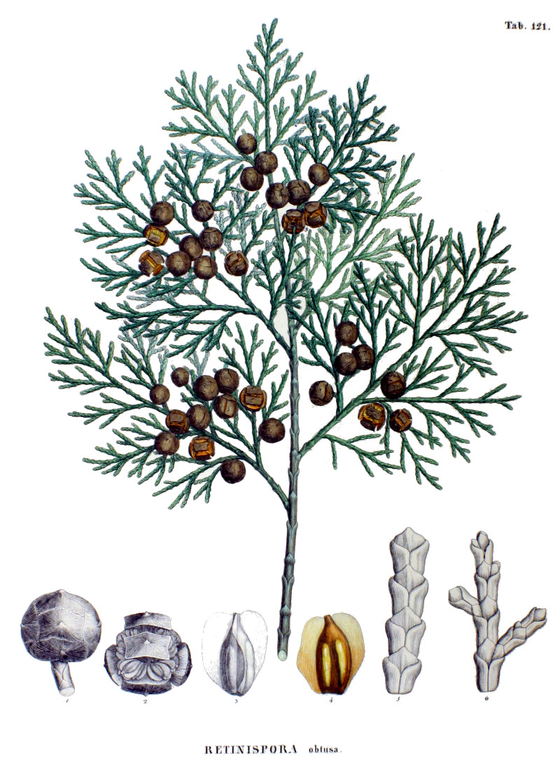 chamaecyparis_obtusa.jpg