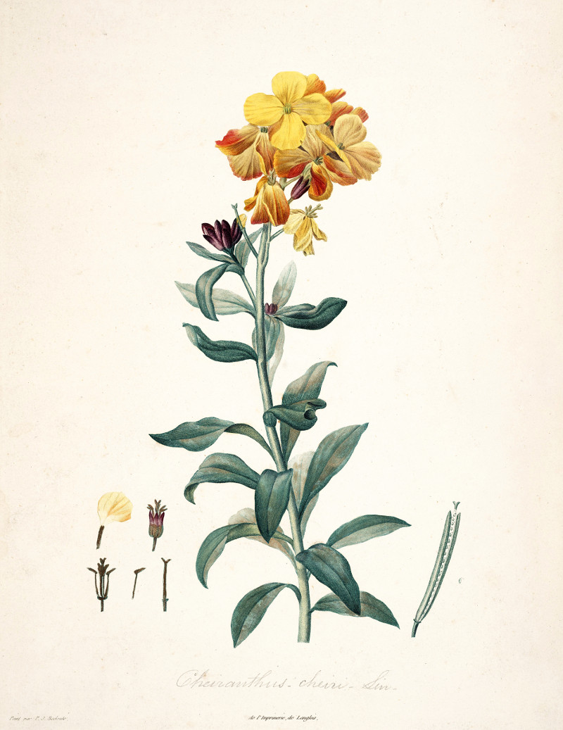 cheiranthus_cheiri.jpg