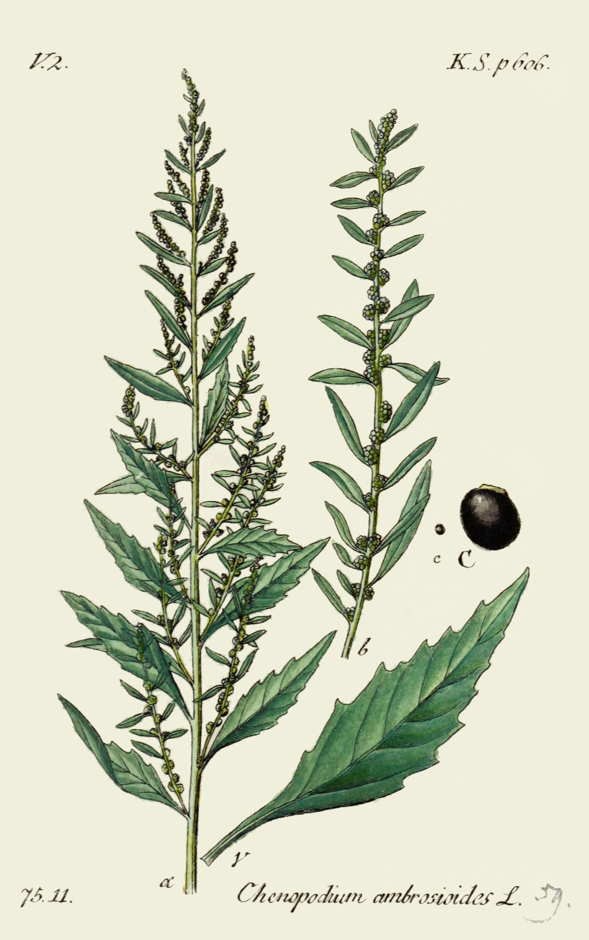 chenopodium_ambrosioides.jpg