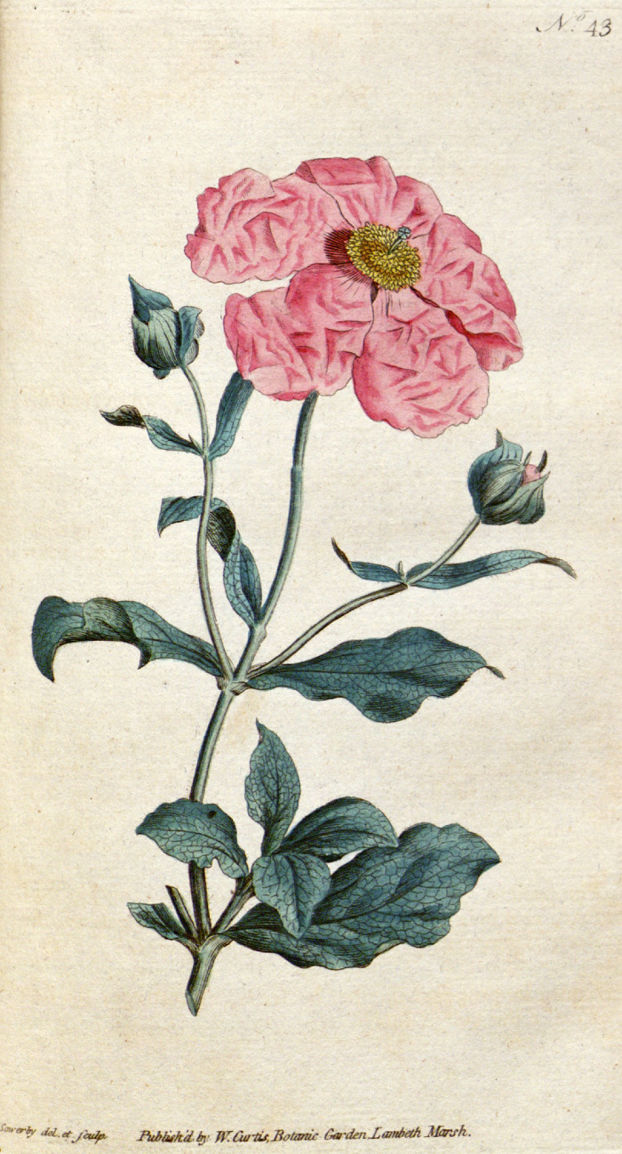 cistus_incanus.jpg