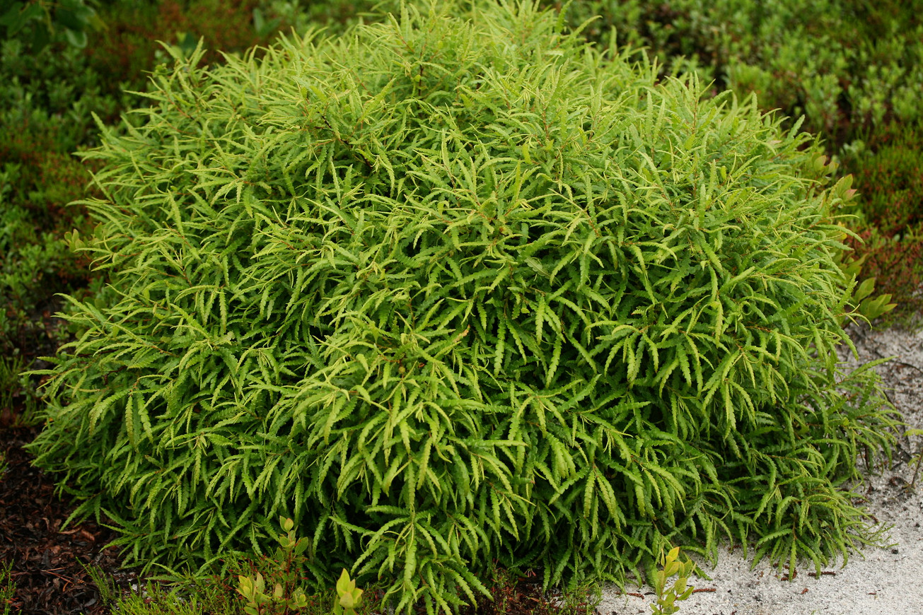 comptonia_peregrina.jpg