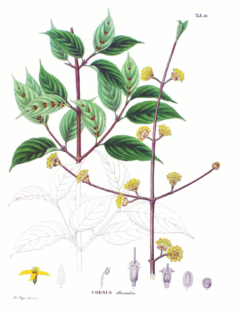 cornus_officinalis.jpg