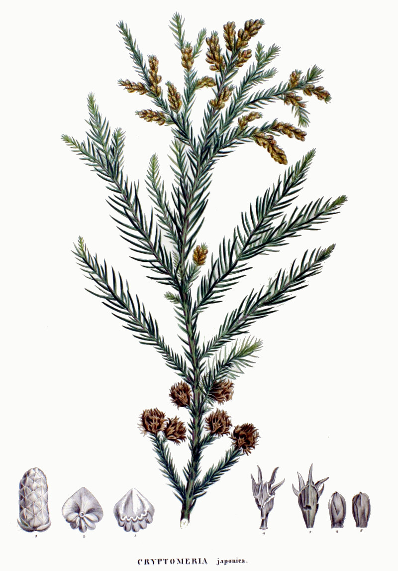 cryptomeria_japonica.jpg