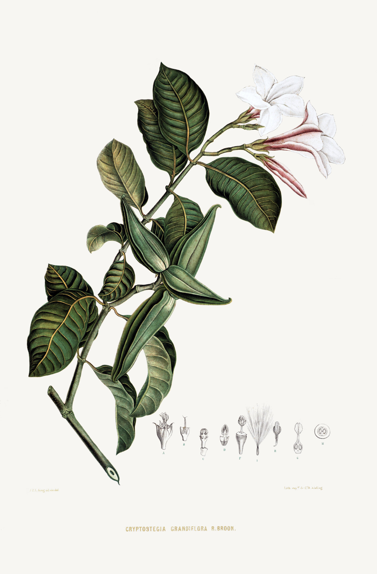 cryptostegia_grandiflora.jpg