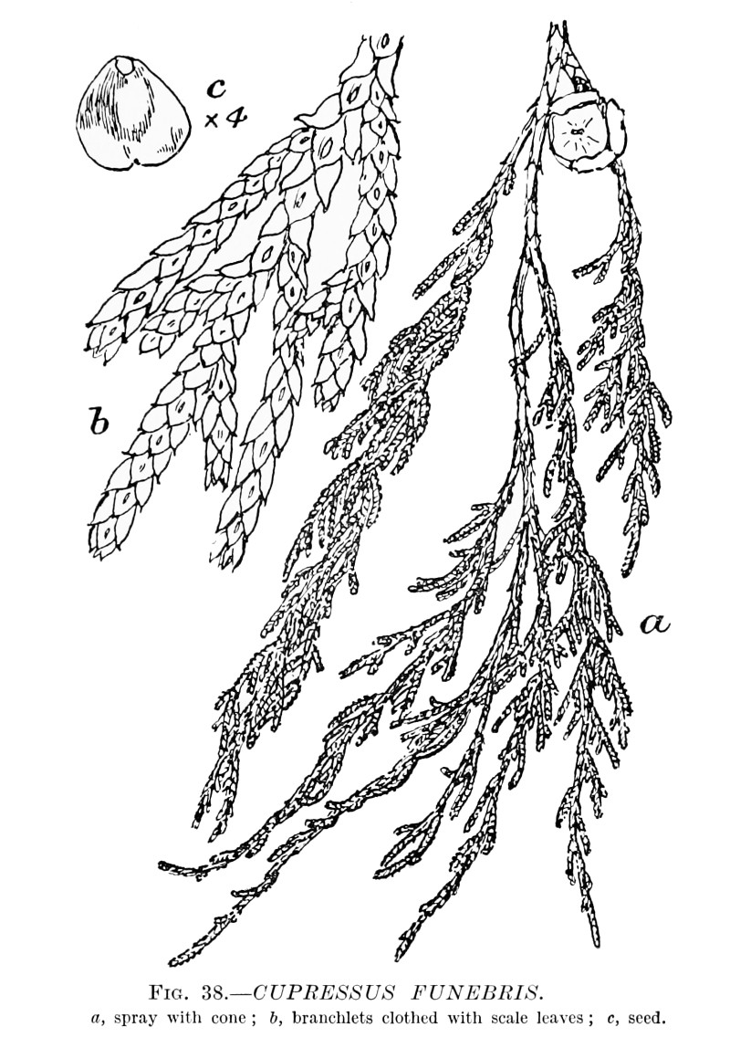 cupressus_funebris.jpg