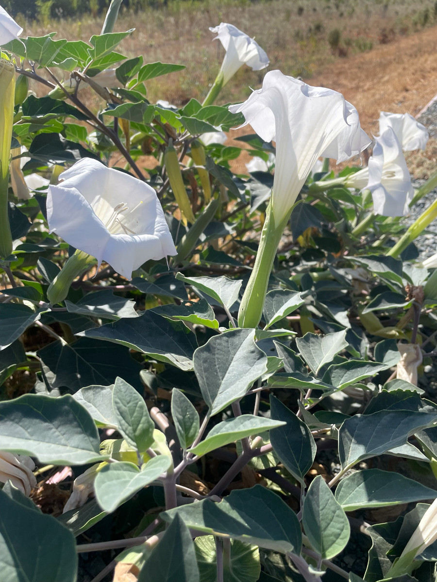 Datura wrightii 