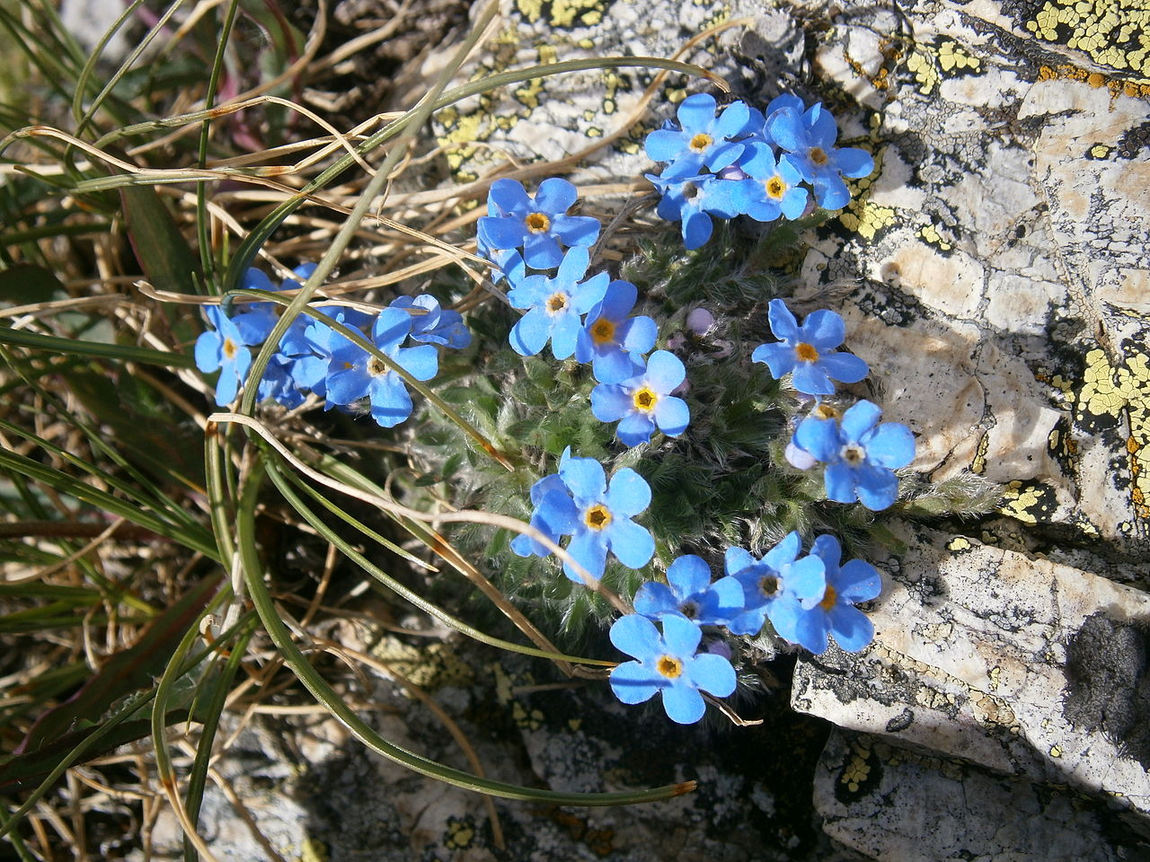 eritrichium_nanum.jpg