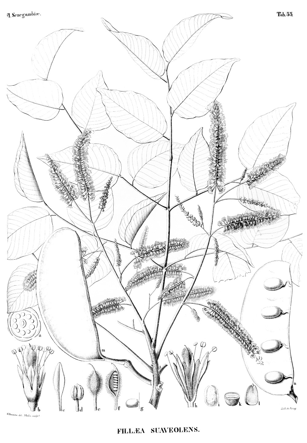 erythrophleum_suaveolens.jpg