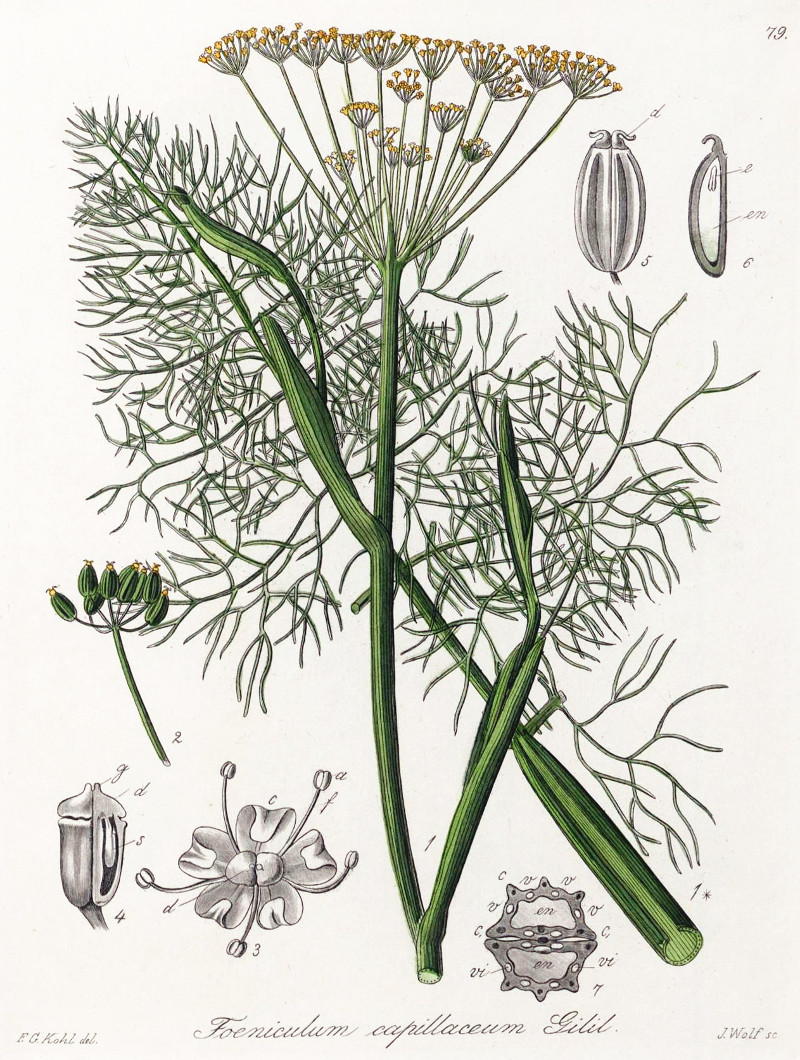 foeniculum_vulgare.jpg