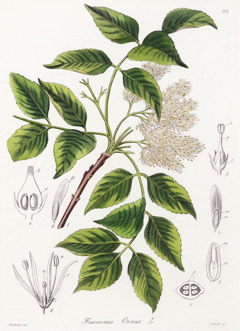 fraxinus_ornus.jpg