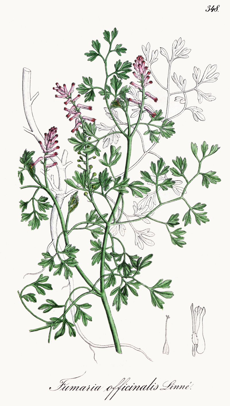 fumaria_officinalis.jpg