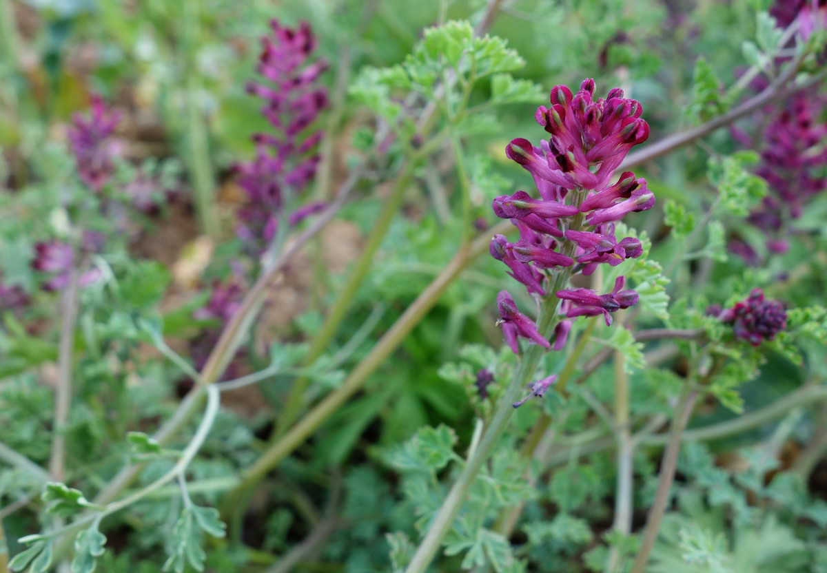fumaria_officinalis_phtoto.jpg
