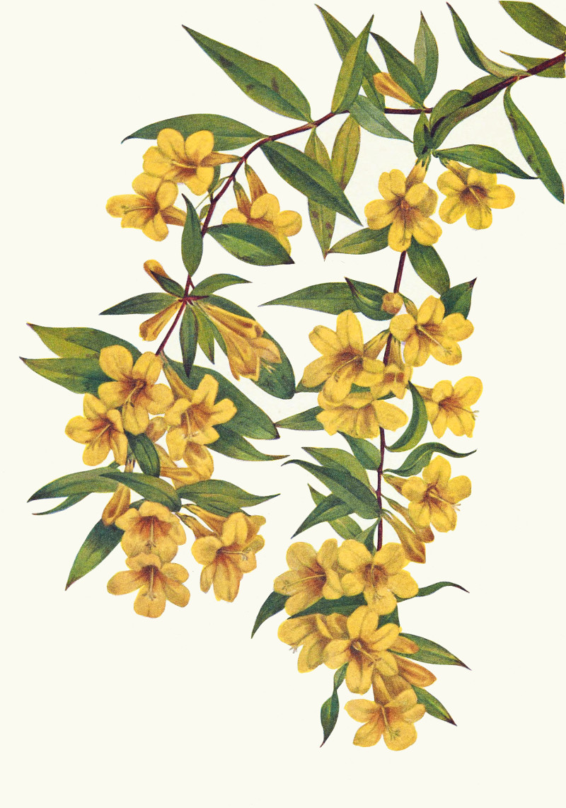 gelsemium_sempervirens.jpg