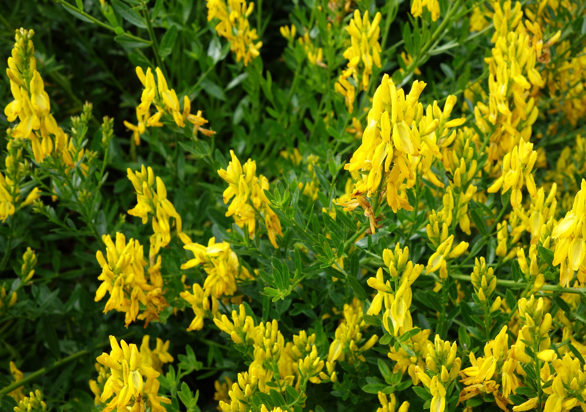 genista_tinctoria_botg.jpg