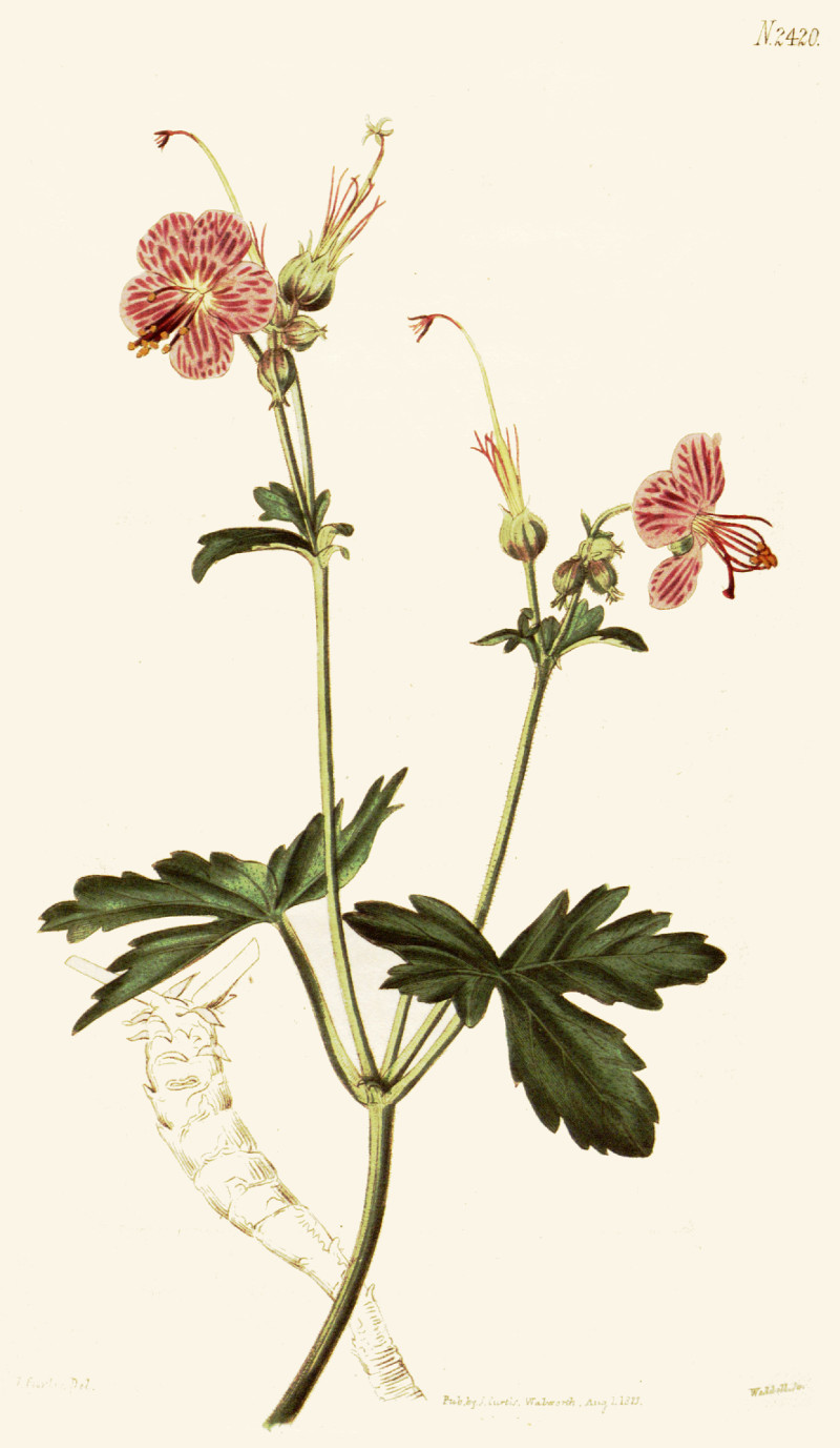 geranium_macrorrhizum.jpg