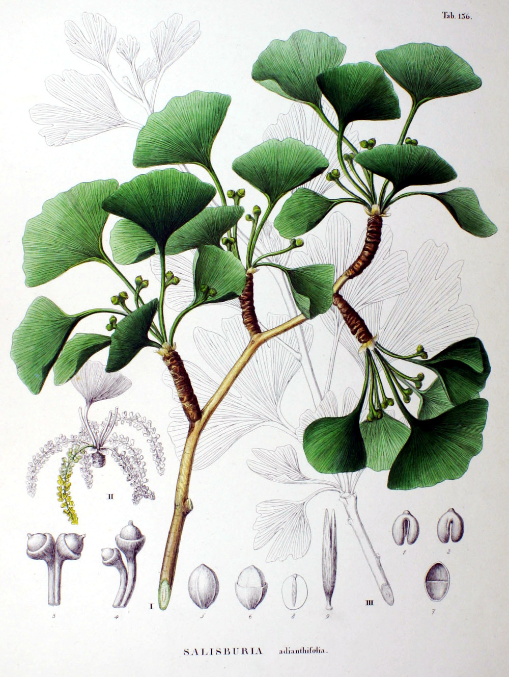 ginkgo_biloba.jpg