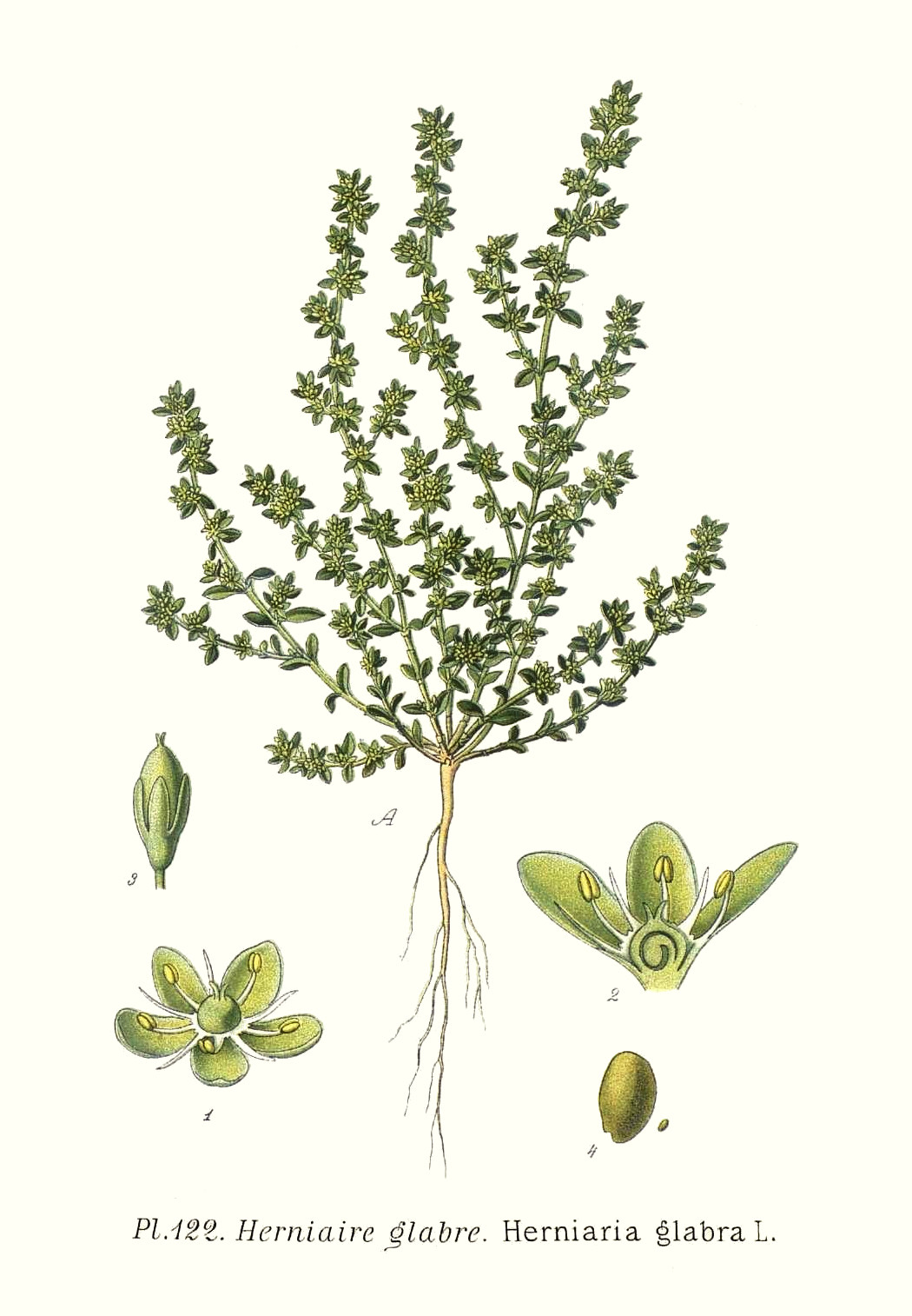 herniaria_glabra.jpg