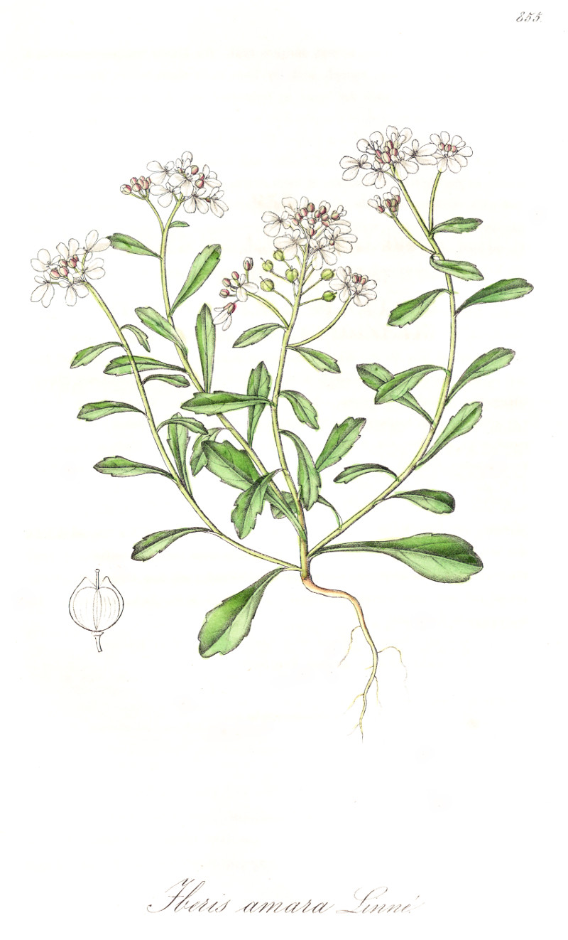 iberis_amara.jpg