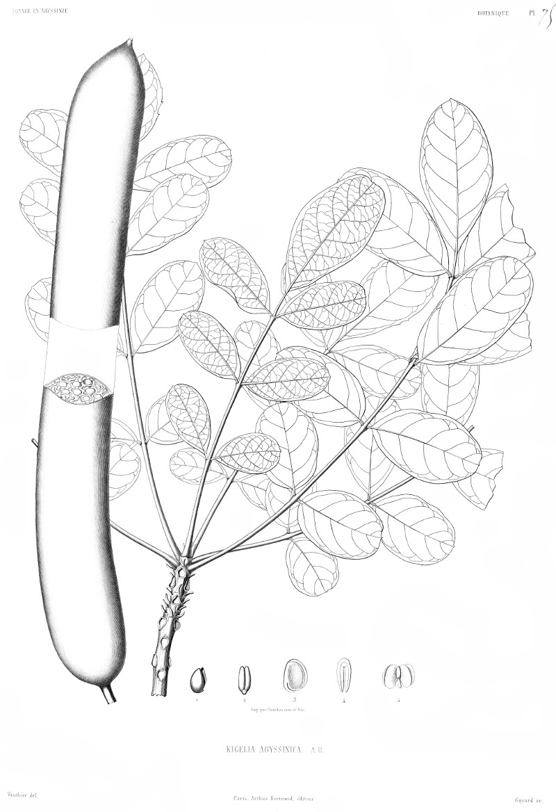 kigelia_africana.jpg