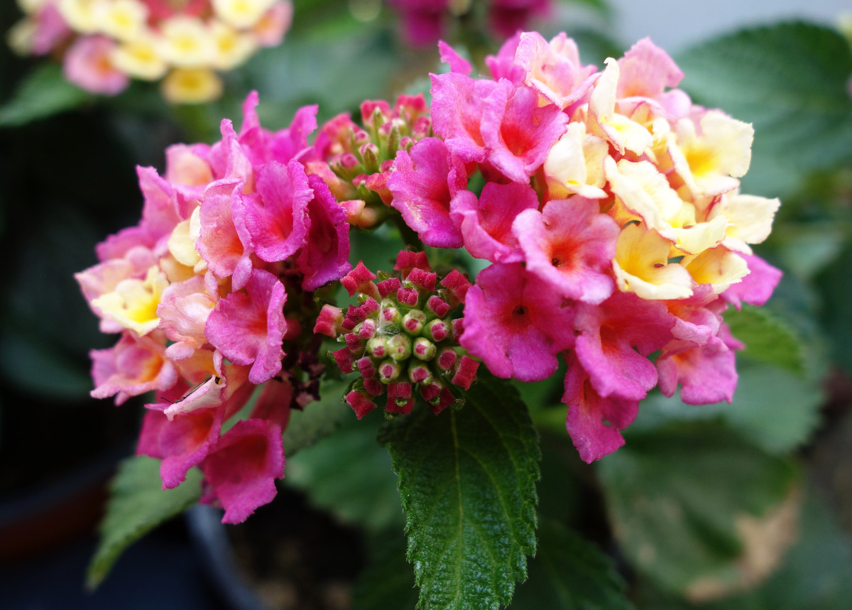 lantana_cam2.jpg