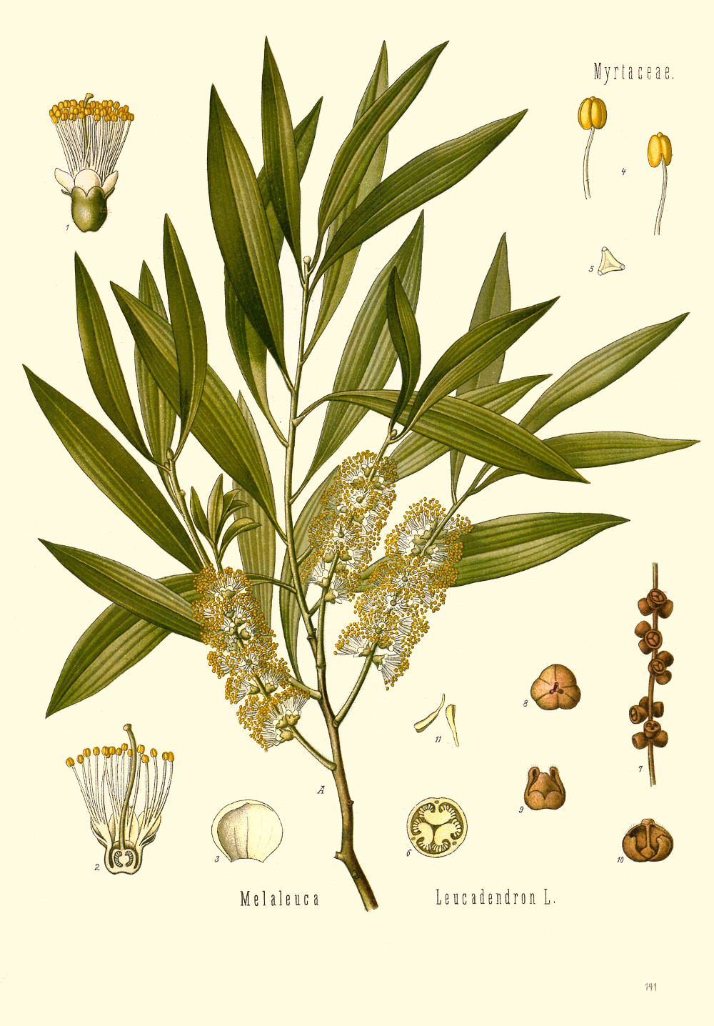 melaleuca_leucadendra.jpg