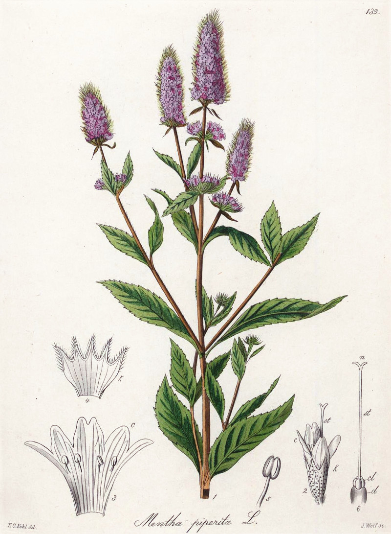 mentha_pip.jpg