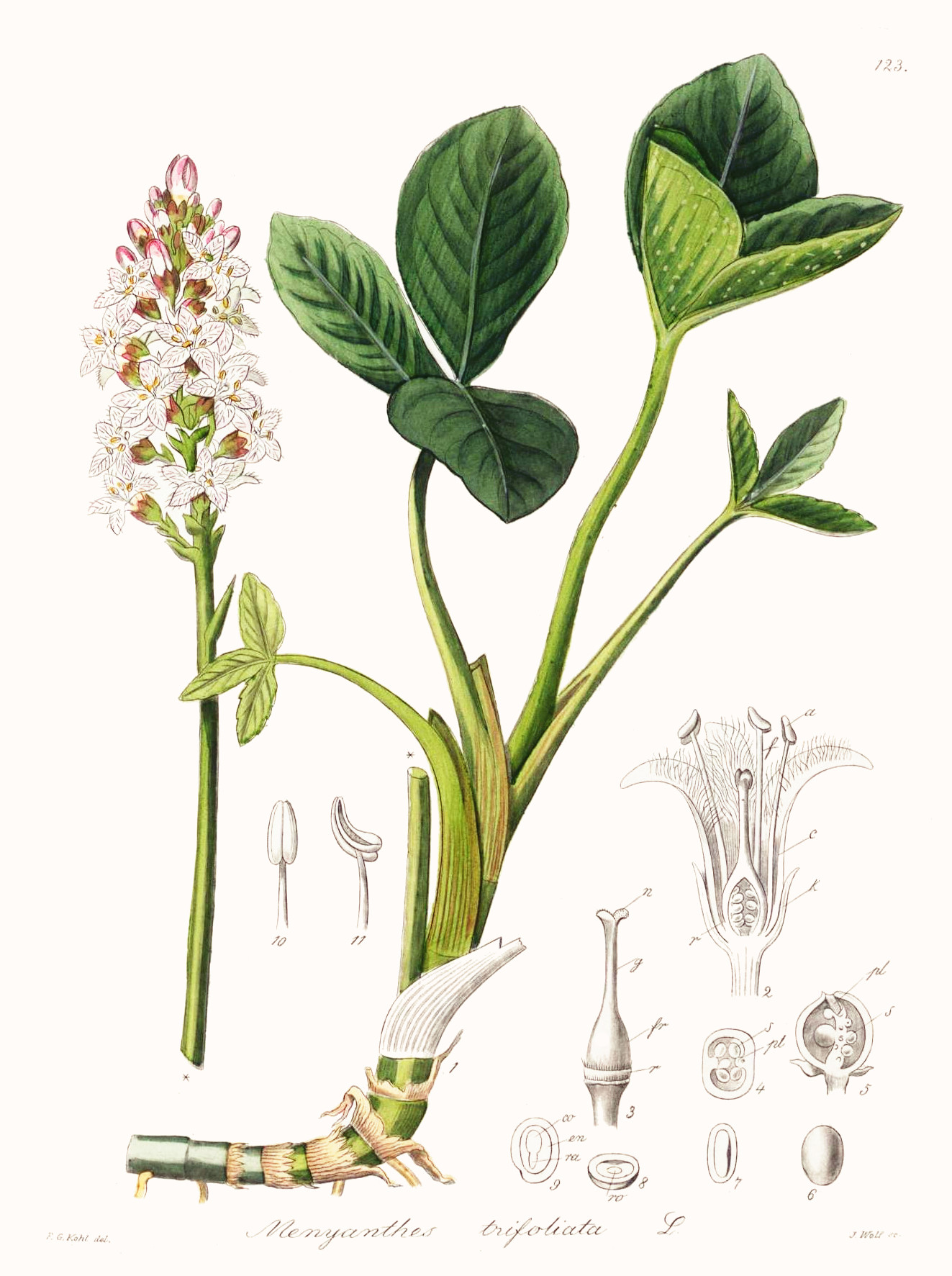 menyanthes_trifoliata.jpg