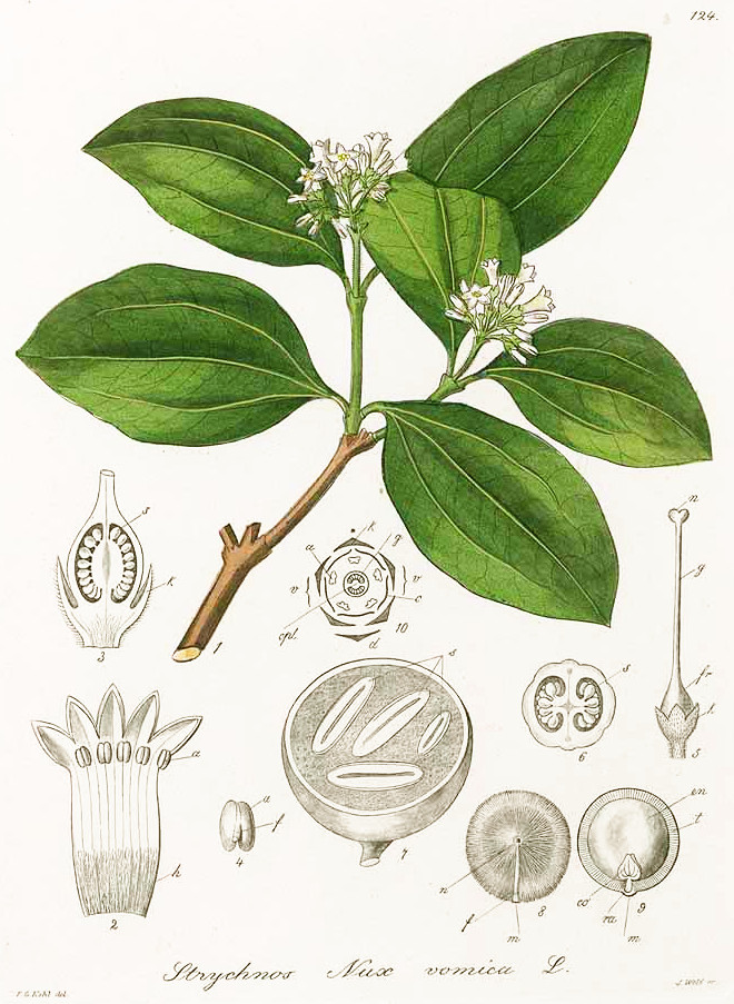 nuxvomica.jpg