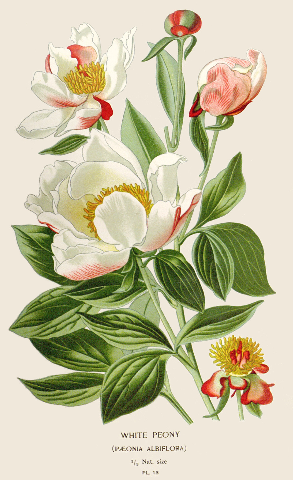 paeonia_albiflora.jpg
