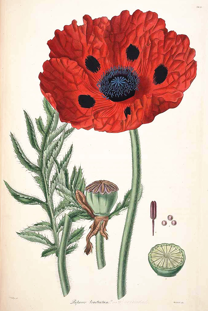 papaver_bracteatum.jpg