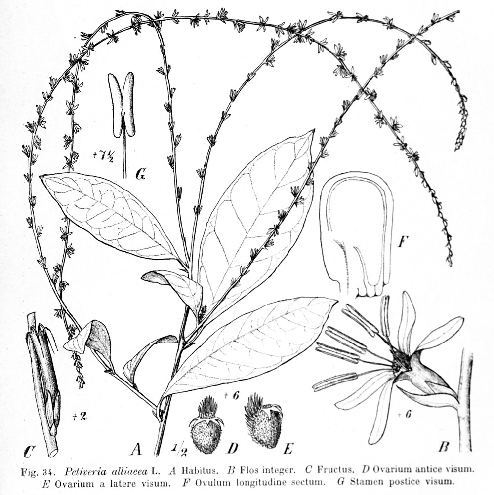 petiveria_alliacea.jpg