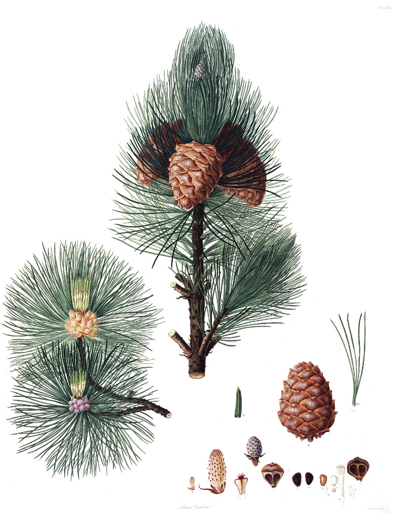 pinus_cembra.jpg