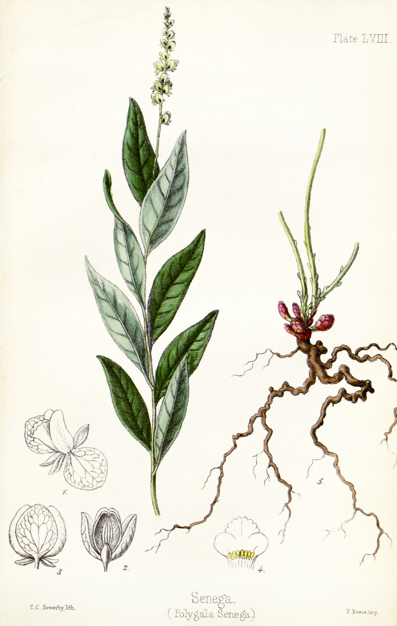 polygala_senega.jpg