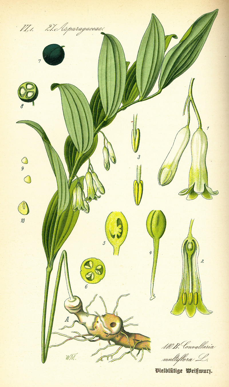 polygonatum_multiflorum.jpg