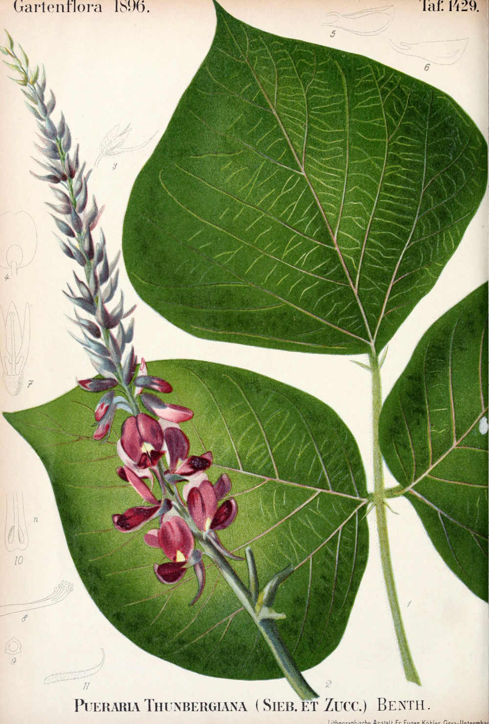 pueraria_thunbergiana.jpg