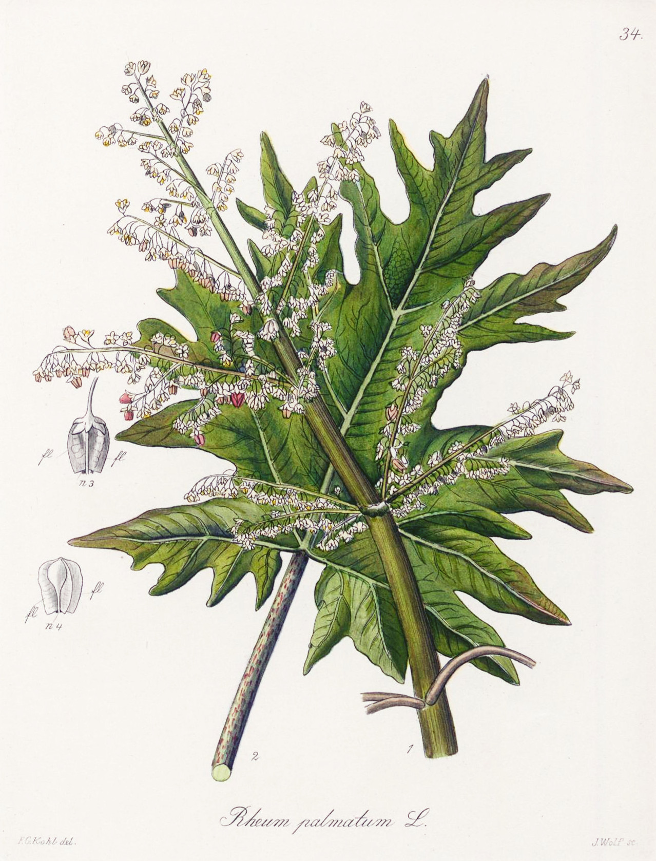 rheum_palmatum.jpg