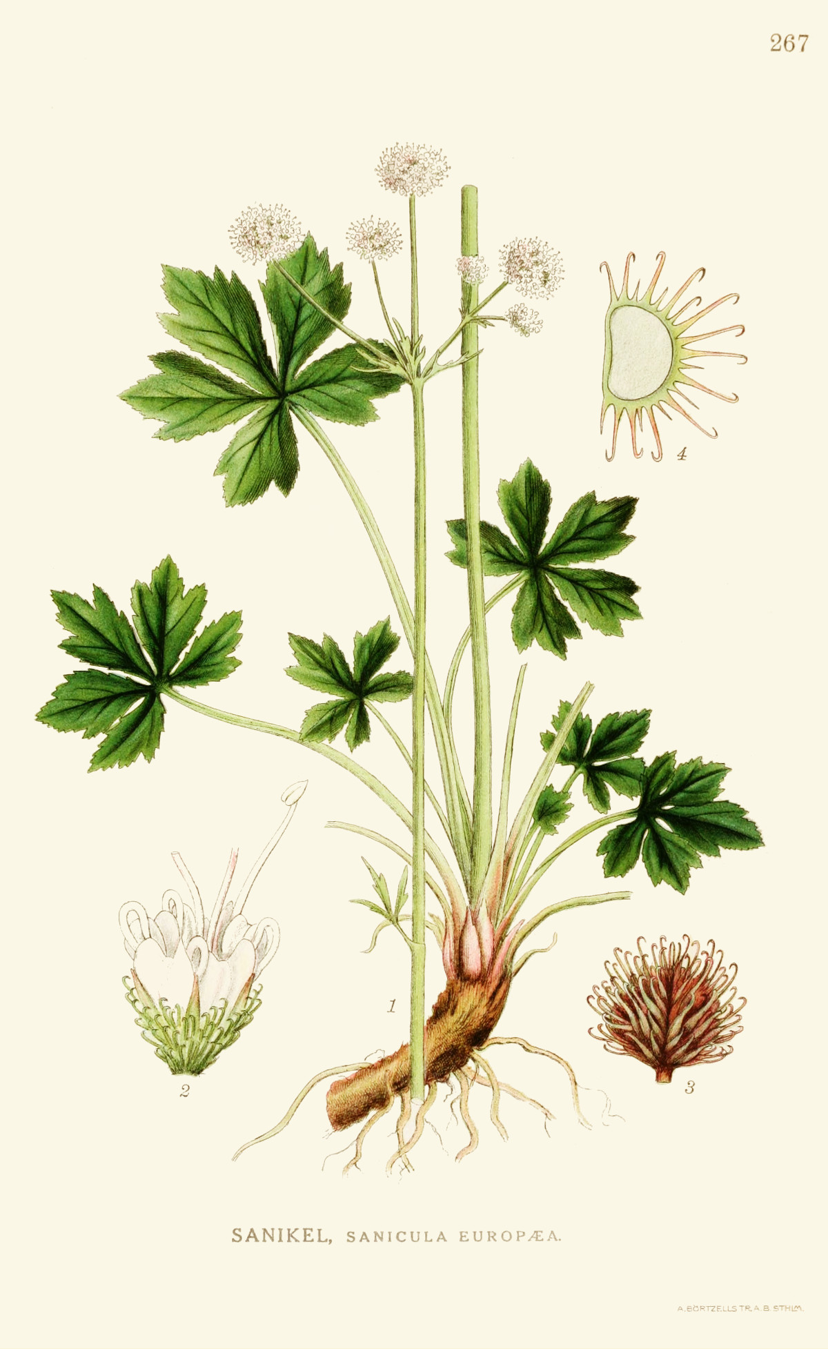 sanicula_europaea.jpg