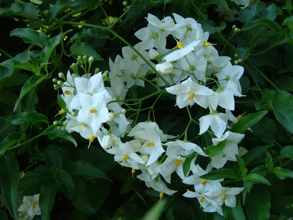 solanum_laxum.jpg