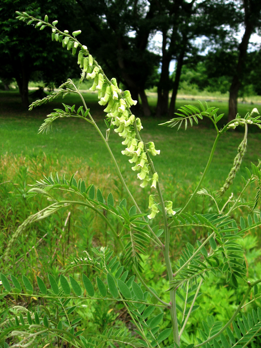 sophora_flavescens.jpg