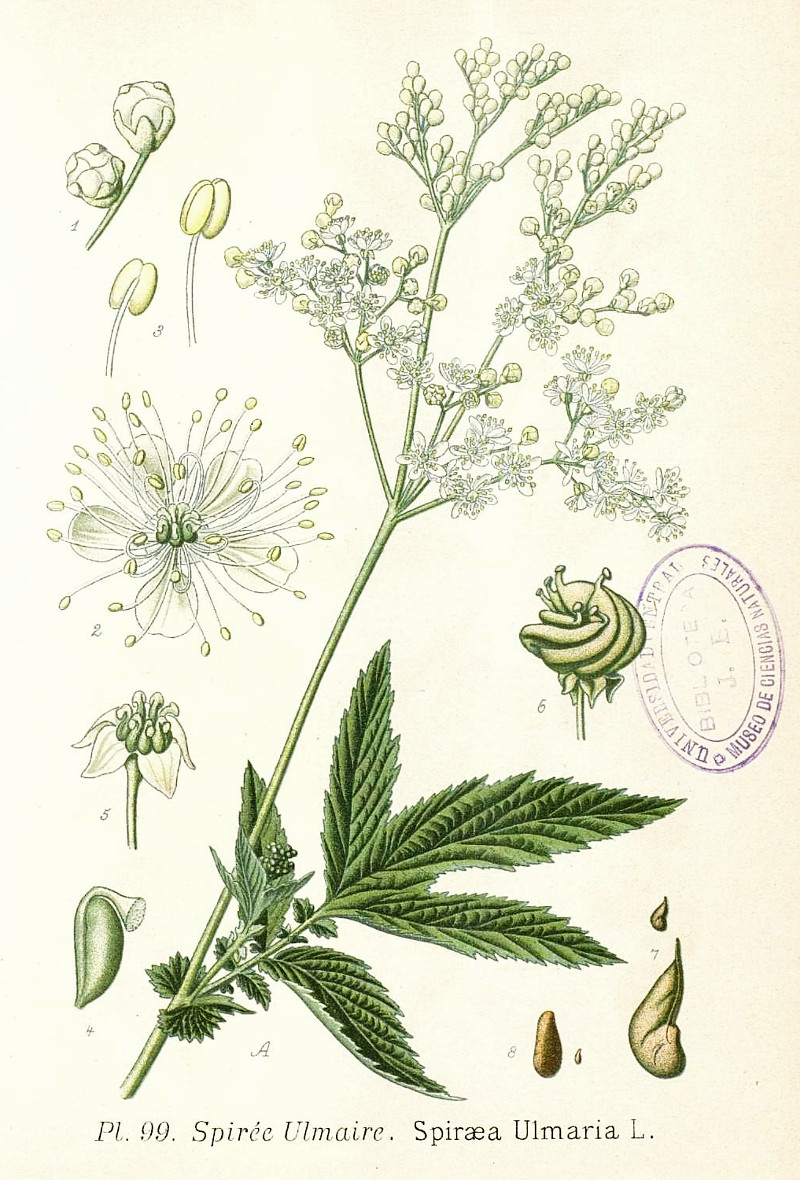 spiraea_ulmaria.jpg