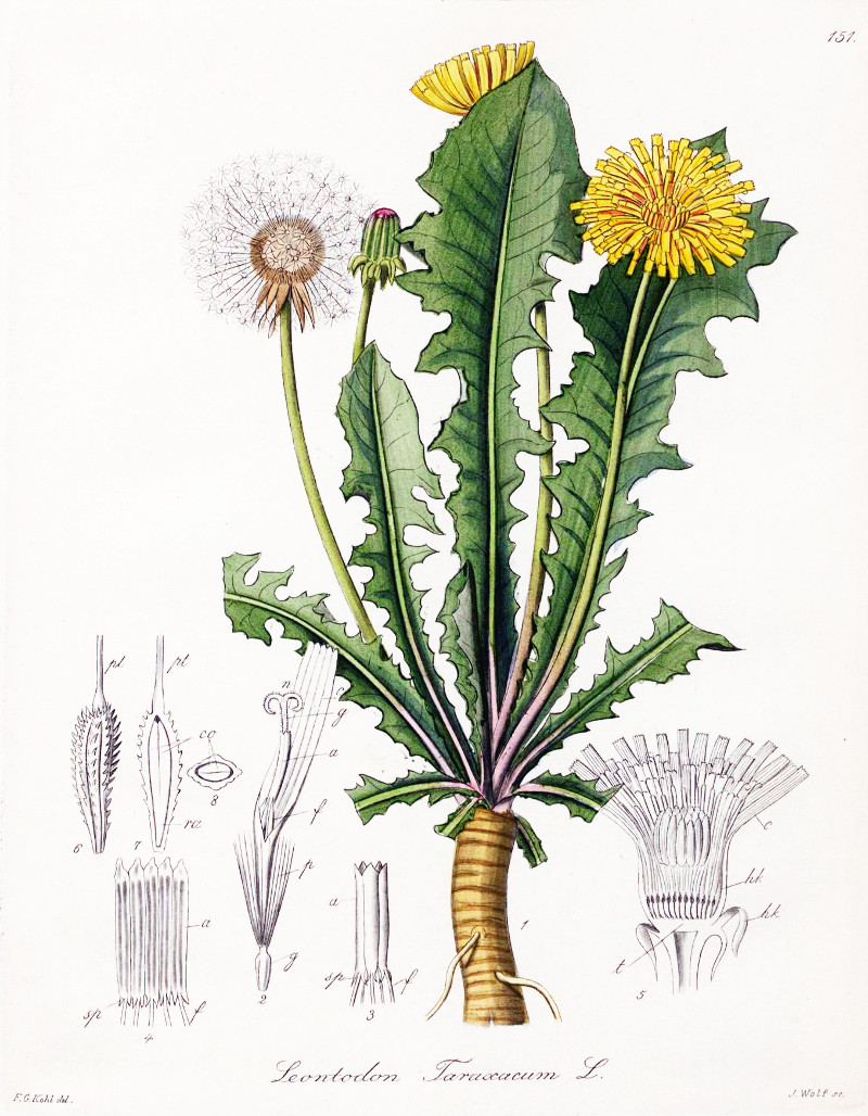 taraxacum_off.jpg