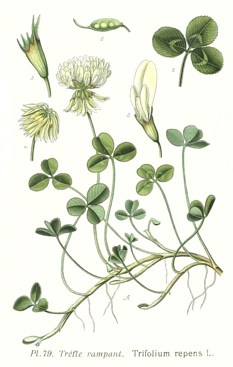 trifolium_repens.jpg