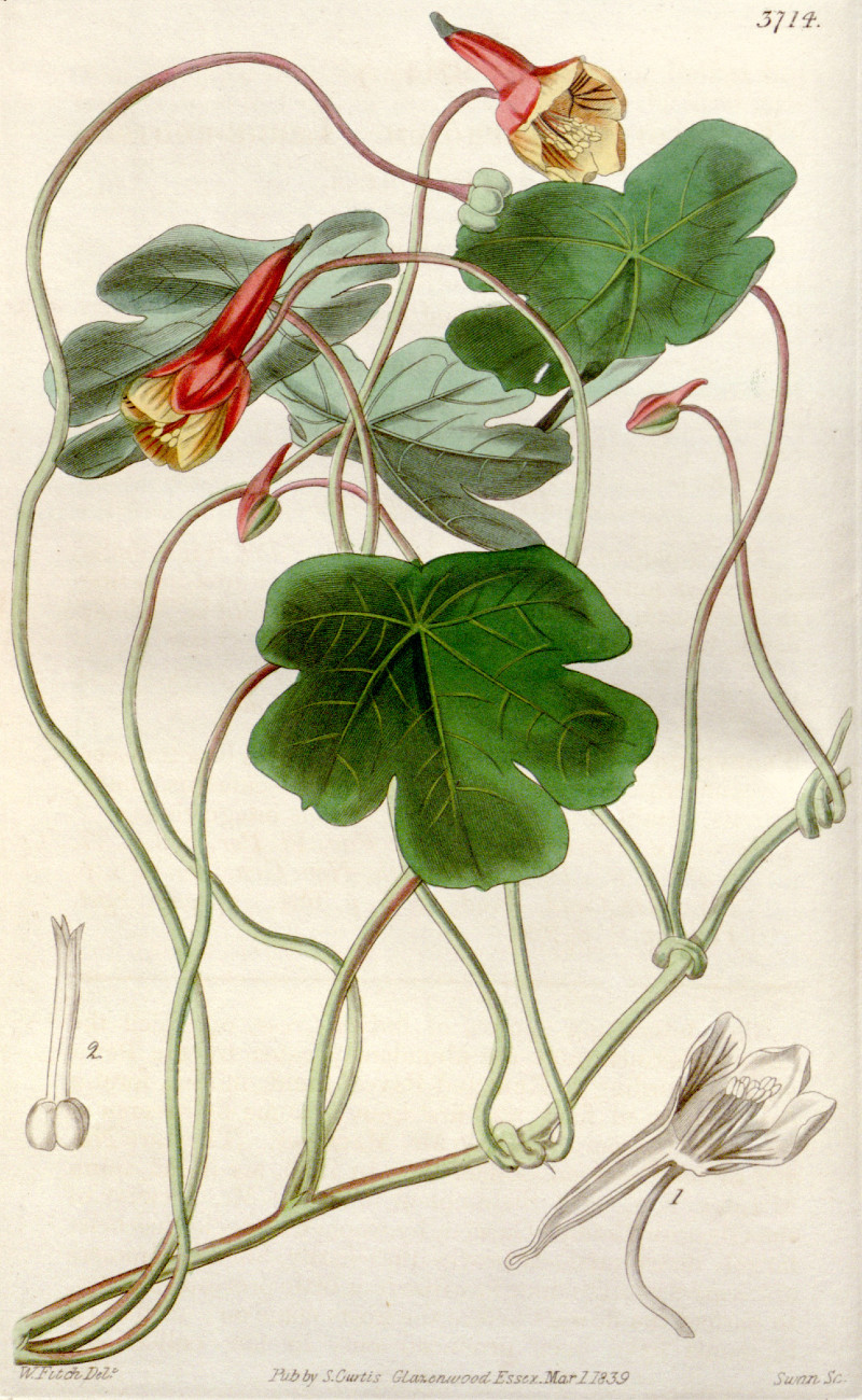 tropaeolum_tuberosum.jpg