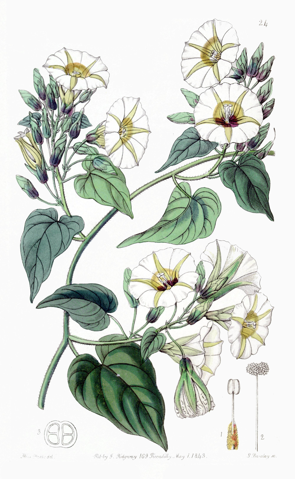 turbinia_corymbosa_drw.jpg